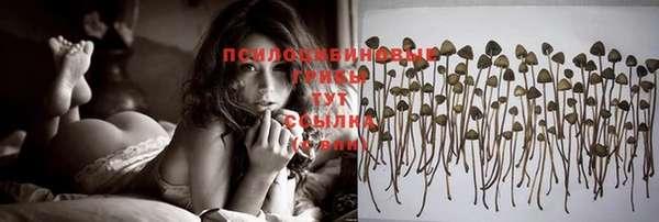 гашик Зерноград